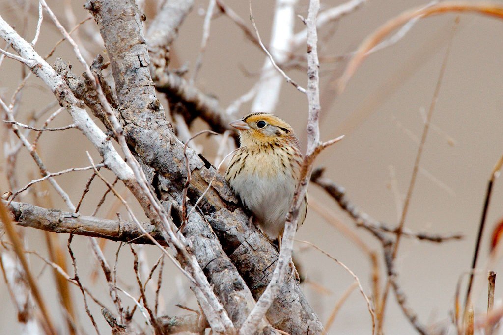 Le Conte's Sparrow.jpg - Le Conte's Sparrow photographed by Sabrina Nicholson